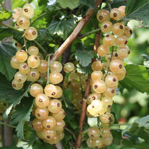 Ribes rubrum 'Summer Pearls® White' - Valge sõstar 'Summer Pearls® White'